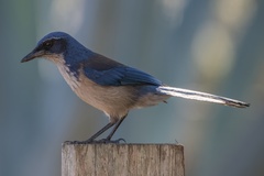 Aphelocoma insularis