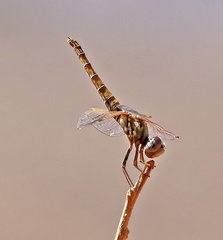 Trithemis