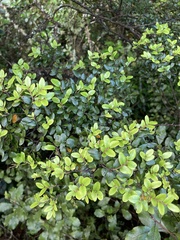 Nothofagus cliffortioides