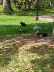 Cairina moschata domestica