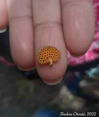 Favolaschia calocera
