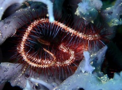 Ophiotrichidae