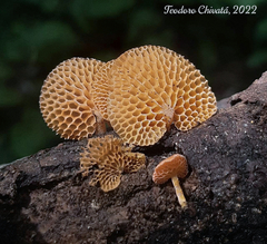 Favolaschia calocera