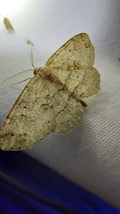 Melanolophia