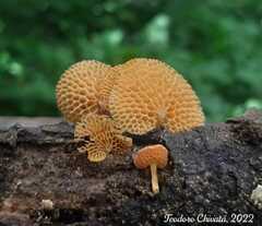 Favolaschia calocera