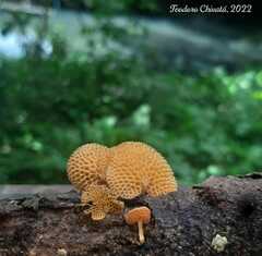 Favolaschia calocera