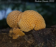 Favolaschia calocera