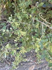 Fraxinus greggii
