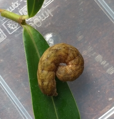 Phlogophora meticulosa