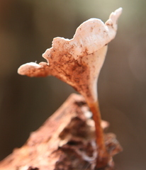 Microporus xanthopus