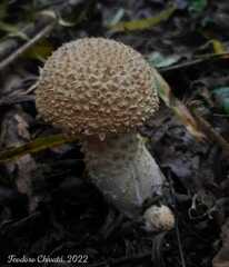 Cercopemyces crocodilinus