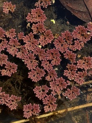 Azolla caroliniana