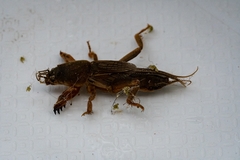 Gryllotalpa africana