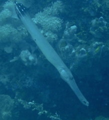 Aulostomus chinensis