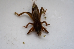 Gryllotalpa africana