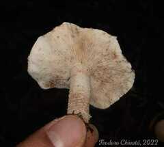 Cystolepiota pulverulenta