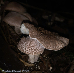 Cystolepiota pulverulenta