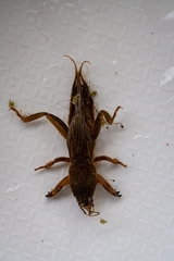 Gryllotalpa africana
