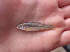 Notropis braytoni