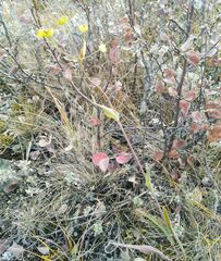 Bupleurum multinerve