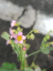 Oxalis barrelieri