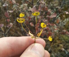 Bupleurum multinerve