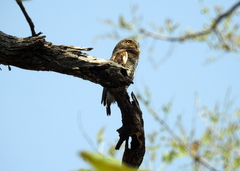 Glaucidium radiatum