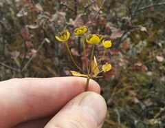 Bupleurum multinerve