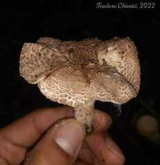 Cystolepiota pulverulenta