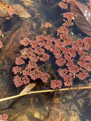 Azolla caroliniana