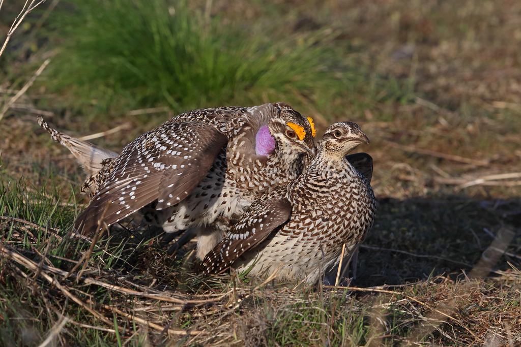 Northern Sharp-tailed Grouse
