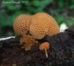 Favolaschia calocera