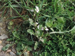 Diplotaxis erucoides