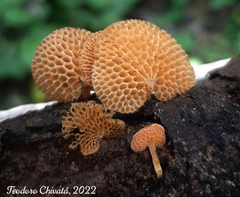 Favolaschia calocera