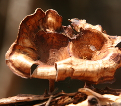 Microporus xanthopus