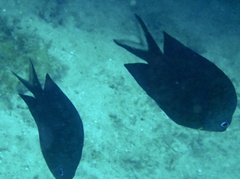 Acanthochromis polyacanthus