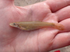 Rhinichthys cataractae