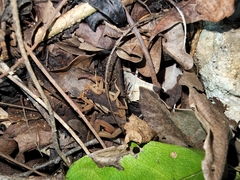 Centruroides ochraceus