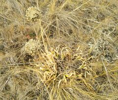 Allium nutans