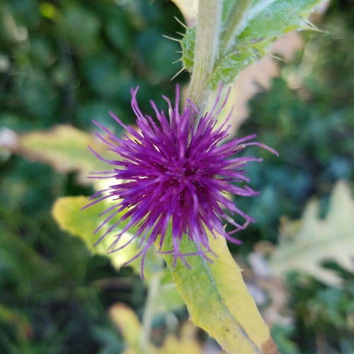 Image of Cirsium remotifolium by no rights reserved