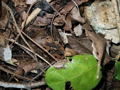 Centruroides ochraceus