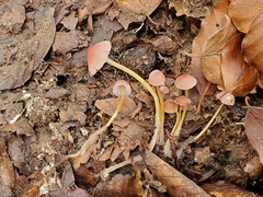Mycena renati