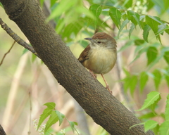 Prinia sylvatica