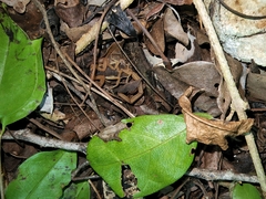 Centruroides ochraceus