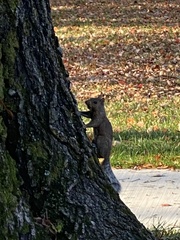 Sciurus carolinensis