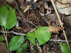 Centruroides ochraceus