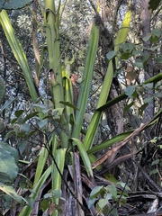 Furcraea