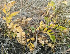 Sibbaldianthe bifurca