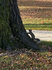Sciurus carolinensis
