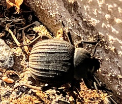 Pimelia intervallaris